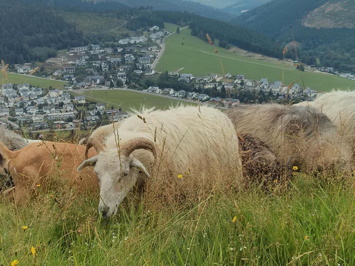 Ferienwohnung Mohnwiese Und Blumenwiese Willingen  Bagian luar foto
