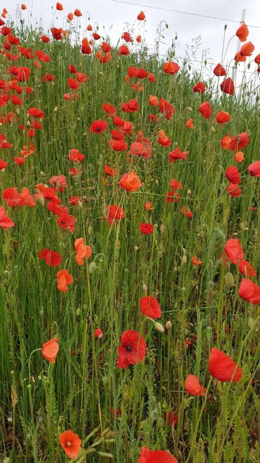 Ferienwohnung Mohnwiese Und Blumenwiese Willingen  Bagian luar foto